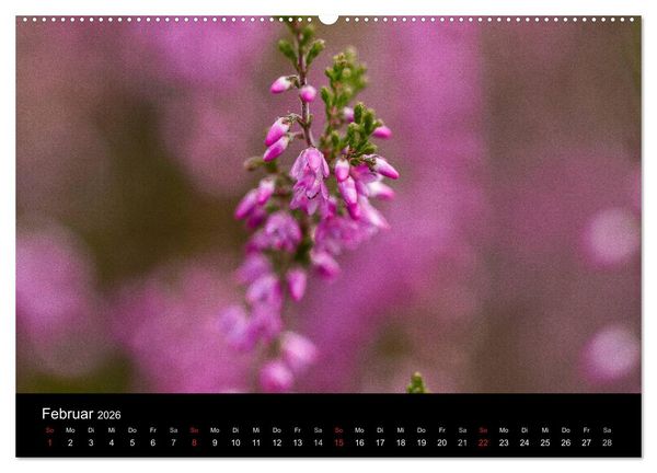 Produktbild: L&uuml;neburger Heide (hochwertiger Premium Wandkalender 2026 DIN A2 quer), Kunstdruck in Hochglanz