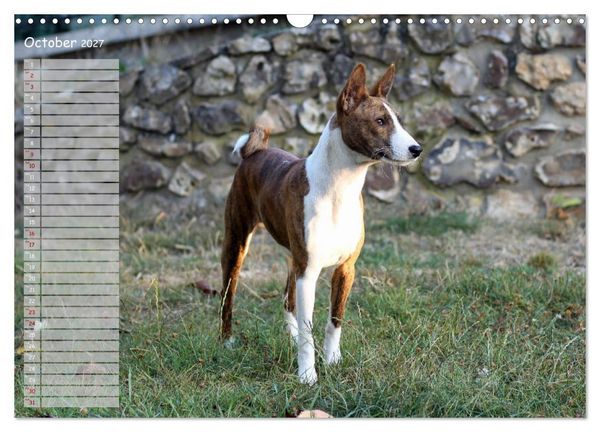 Produktbild: Basenji the African Barkless Dog (Wall Calendar 2027 DIN A3 landscape), CALVENDO 12 Month Wall Calendar