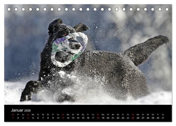 Produktbild: Flatcoated Retriever (Tischkalender 2026 DIN A5 quer), CALVENDO Monatskalender