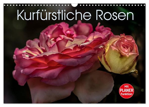 Produktbild: Kurf&uuml;rstliche Rosen Eltville am Rhein (Wandkalender 2026 DIN A3 quer), CALVENDO Monatskalender