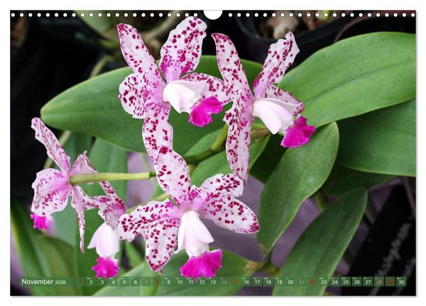 Produktbild: Orchid - A Flower Wonder (Wall Calendar 2026 DIN A3 landscape), CALVENDO 12 Month Wall Calendar