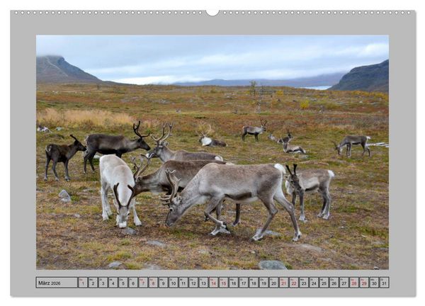 Produktbild: Rentiere im Hohen Norden (hochwertiger Premium Wandkalender 2026 DIN A2 quer), Kunstdruck in Hochglanz