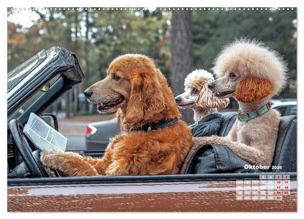 Produktbild: S&uuml;&szlig;e Hunde cruisen - durch das Jahr mit dem Hundekalender (hochwertiger Premium Wandkalender 2026 DIN A2 quer), Kunstdruck in Hochglanz