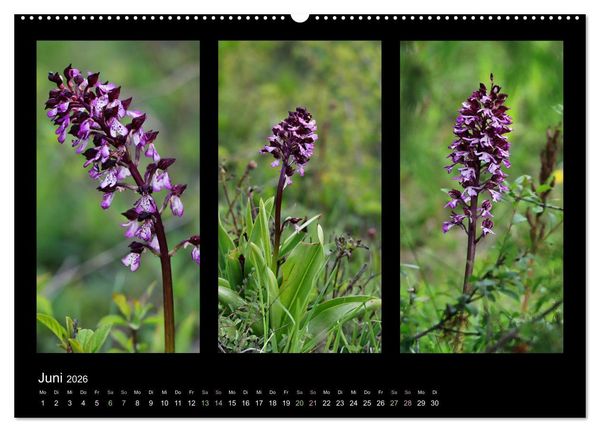 Produktbild: Heimische Orchideen im Dreierpack (Wandkalender 2026 DIN A2 quer), CALVENDO Monatskalender