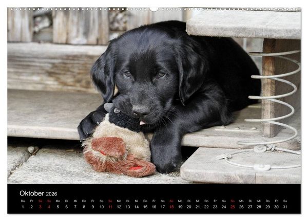 Produktbild: Flatcoated Retriever (Wandkalender 2026 DIN A2 quer), CALVENDO Monatskalender