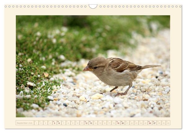 Produktbild: Freche Spatzen (Wandkalender 2026 DIN A3 quer), CALVENDO Monatskalender