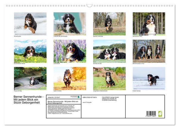 Produktbild: Berner Sennenhunde - Mit jedem Blick ein St&uuml;ck Geborgenheit (Wandkalender 2026 DIN A2 quer), CALVENDO Monatskalender