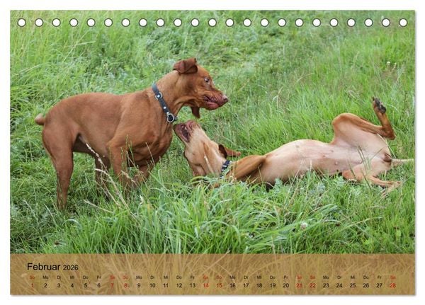 Produktbild: Magyar Vizsla - Ungarischer Vorstehhund (Tischkalender 2026 DIN A5 quer), CALVENDO Monatskalender