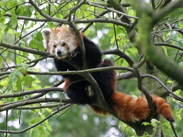 Produktbild: CALVENDO Puzzle Kleiner Panda | 1000 Teile Lege-Gr&ouml;&szlig;e 64x48cm Foto-Puzzle f&uuml;r gl&uuml;ckliche Stunden