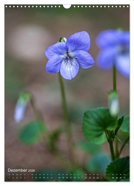Produktbild: NATUR PUR Kleine Blumen am Wegesrand (Wandkalender 2026 DIN A3 hoch), CALVENDO Monatskalender