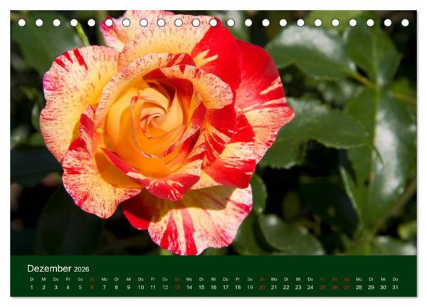 Produktbild: Blumen und Bl&uuml;ten (Tischkalender 2026 DIN A5 quer), CALVENDO Monatskalender