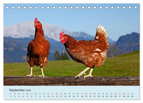 Produktbild: Wir sind die Stars am Bauernhof (Tischkalender 2026 DIN A5 quer), CALVENDO Monatskalender