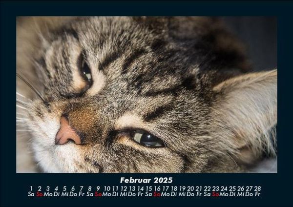 Produktbild: F&uuml;r Katzenfreunde 2025 Fotokalender DIN A5