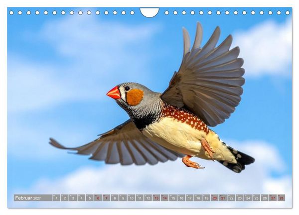 Produktbild: Zebrafinken Abenteuer (Wandkalender 2027 DIN A4 quer), CALVENDO Monatskalender