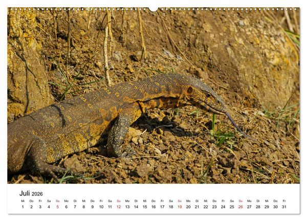Produktbild: S&uuml;dafrika - Eine beeindruckende Tierwelt (Wandkalender 2026 DIN A2 quer), CALVENDO Monatskalender