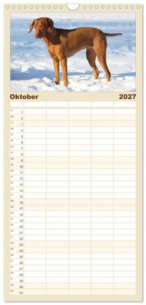 Produktbild: Familienplaner 2027 - Magyar Vizsla - Vielseitiger Jagdhund mit 5 Spalten (Wandkalender, 21 x 45 cm) CALVENDO
