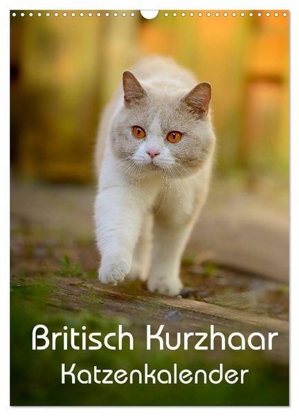Britisch Kurzhaar Katzenkalender (Wandkalender 2026 DIN A3 hoch), CALVENDO Monatskalender