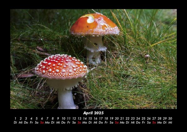 Produktbild: Pilzkalender 2025 Fotokalender DIN A3
