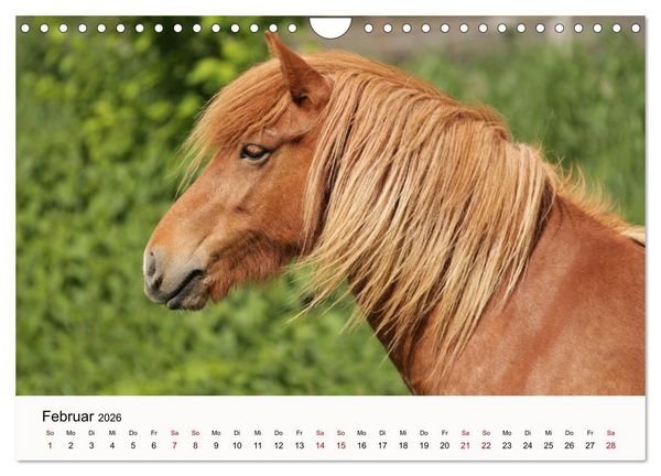 Produktbild: Isl&auml;nder - icelandic horses (Wandkalender 2026 DIN A4 quer), CALVENDO Monatskalender