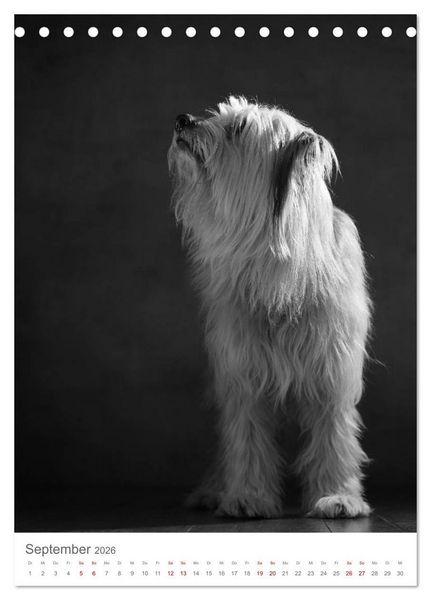 Produktbild: Fine Art Hundeportraits (Tischkalender 2026 DIN A5 hoch), CALVENDO Monatskalender