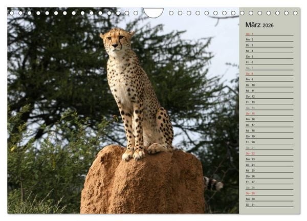 Produktbild: Geparden - Ein Leben in Afrika (Wandkalender 2026 DIN A4 quer), CALVENDO Monatskalender