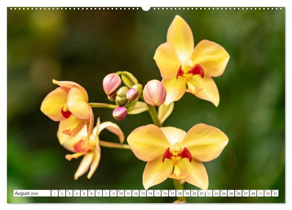 Produktbild: Orchidaceae - Orchideen (Wandkalender 2026 DIN A2 quer), CALVENDO Monatskalender