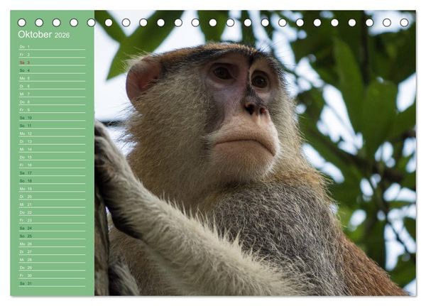 Produktbild: Die vielf&auml;ltige Welt der Affen (Tischkalender 2026 DIN A5 quer), CALVENDO Monatskalender