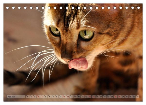 Produktbild: Liebe auf den ersten Katzenblick (Tischkalender 2026 DIN A5 quer), CALVENDO Monatskalender