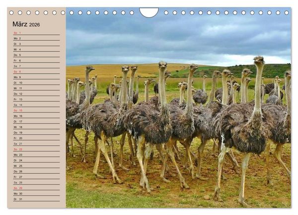 Produktbild: Vogel Strau&szlig;. Imposanter Riese und L&auml;ufer (Wandkalender 2026 DIN A4 quer), CALVENDO Monatskalender