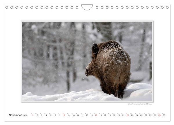 Produktbild: Emotionale Momente: Das Wildschwein. / CH-Version (Wandkalender 2026 DIN A4 quer), CALVENDO Monatskalender
