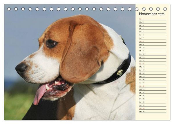 Produktbild: Beagle - Herz auf 4 Pfoten (Tischkalender 2026 DIN A5 quer), CALVENDO Monatskalender
