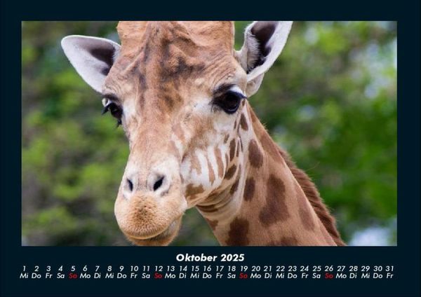 Produktbild: Giraffen 2025 Fotokalender DIN A4