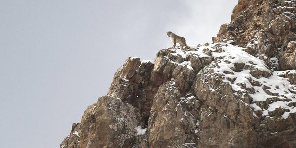 Produktbild: Der Schneeleopard