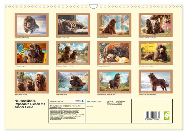 Produktbild: Neufundl&auml;nder. Imposante Riesen mit sanfter Seele (Wandkalender 2026 DIN A3 quer), CALVENDO Monatskalender