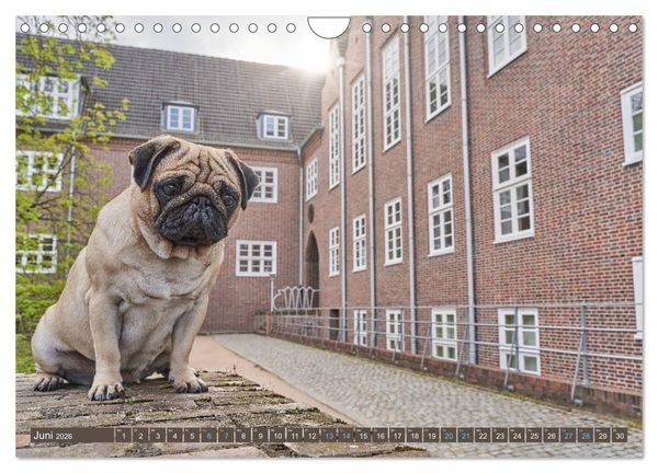 Produktbild: Reinbek mopsfidel (Wandkalender 2026 DIN A4 quer), CALVENDO Monatskalender