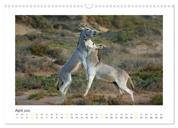 Produktbild: Fuerteventura (Wandkalender 2026 DIN A3 quer), CALVENDO Monatskalender