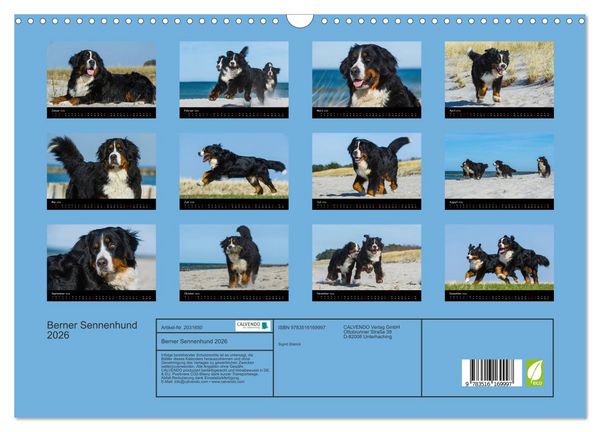 Produktbild: Berner Sennenhund 2026 (Wandkalender 2026 DIN A3 quer), CALVENDO Monatskalender
