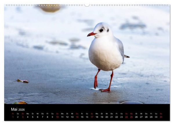 Produktbild: Gesehen auf - R&uuml;gen und Hiddensee (hochwertiger Premium Wandkalender 2026 DIN A2 quer), Kunstdruck in Hochglanz