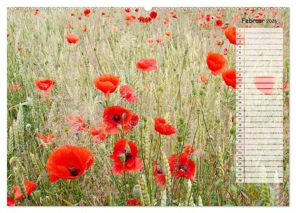 Produktbild: Klatschmohn im Feld (Wandkalender 2026 DIN A2 quer), CALVENDO Monatskalender