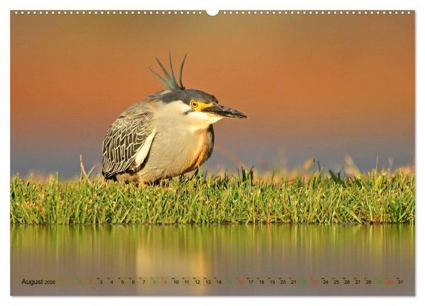 Produktbild: V&ouml;gel in Afrika - Magie der Farben (Wandkalender 2026 DIN A2 quer), CALVENDO Monatskalender