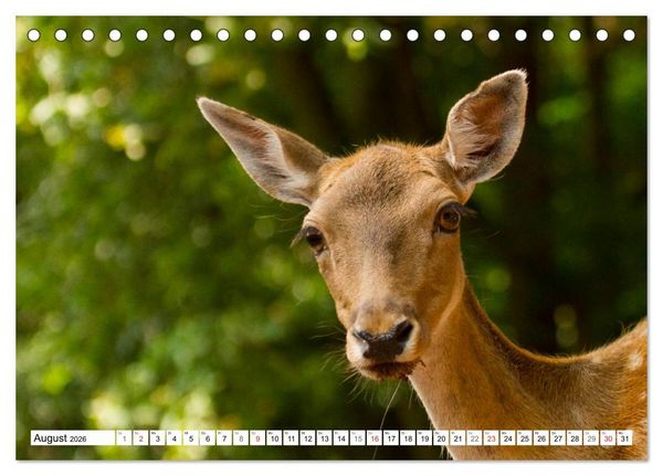 Produktbild: Bad Bergzaberner Land (Tischkalender 2026 DIN A5 quer), CALVENDO Monatskalender