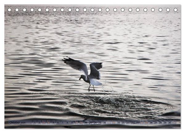 Produktbild: Kanada - short visit (Tischkalender 2026 DIN A5 quer), CALVENDO Monatskalender