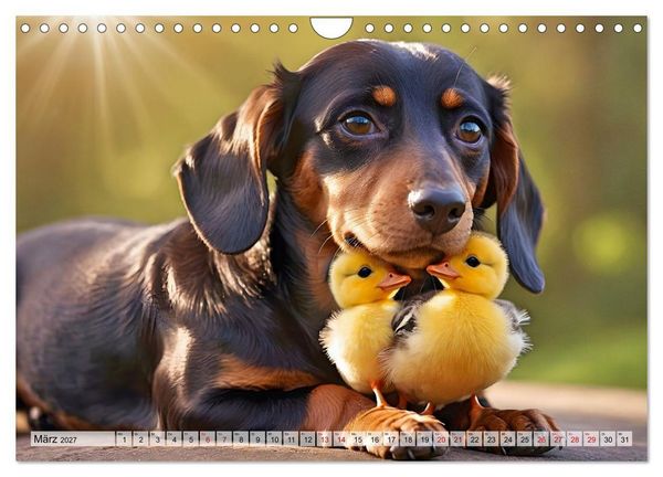Produktbild: Dackel - tierische Freundschaften mit Herz (Wandkalender 2027 DIN A4 quer), CALVENDO Monatskalender