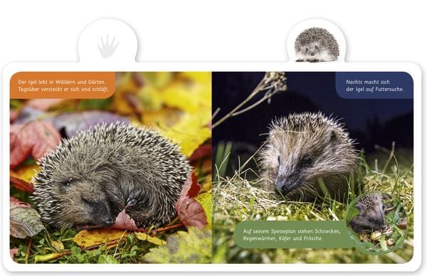 Produktbild: Der Igel