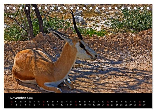 Produktbild: Namibias Tiere: von gro&szlig; bis klein (Tischkalender 2026 DIN A5 quer), CALVENDO Monatskalender