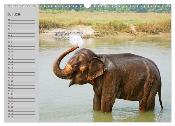 Produktbild: Elefanten. Spa&szlig; am Wasser (Wandkalender 2026 DIN A3 quer), CALVENDO Monatskalender