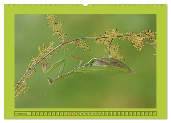 Produktbild: Die Gottesanbeterin Mantis Religiosa (hochwertiger Premium Wandkalender 2026 DIN A2 quer), Kunstdruck in Hochglanz