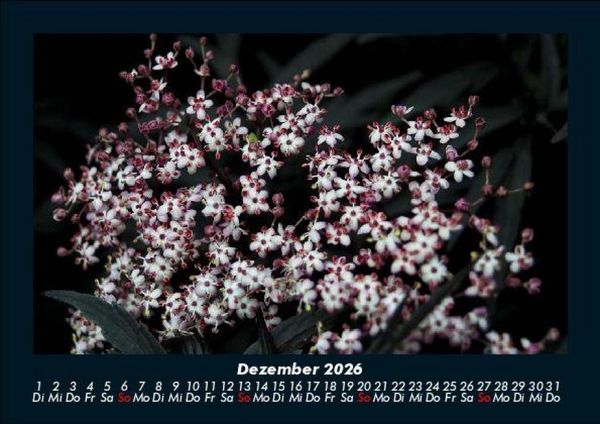 Produktbild: Blumenzauber 2026 Fotokalender DIN A5