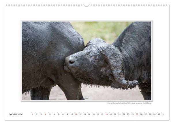 Produktbild: Emotionale Momente: Tierischer Sex. (Wandkalender 2026 DIN A2 quer), CALVENDO Monatskalender