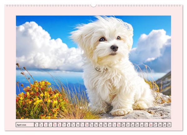 Produktbild: Bezaubernde Malteser. Fr&ouml;hliche Zuckerschnuten f&uuml;r Herz und Seele (Wandkalender 2026 DIN A2 quer), CALVENDO Monatskalender